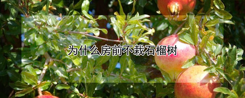 為什么房前不栽石榴樹