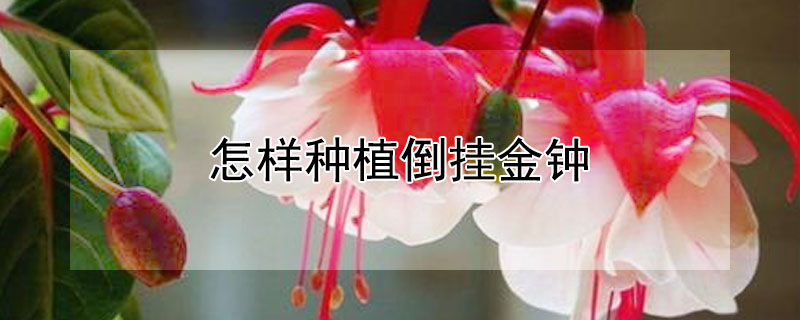 怎樣種植倒掛金鐘