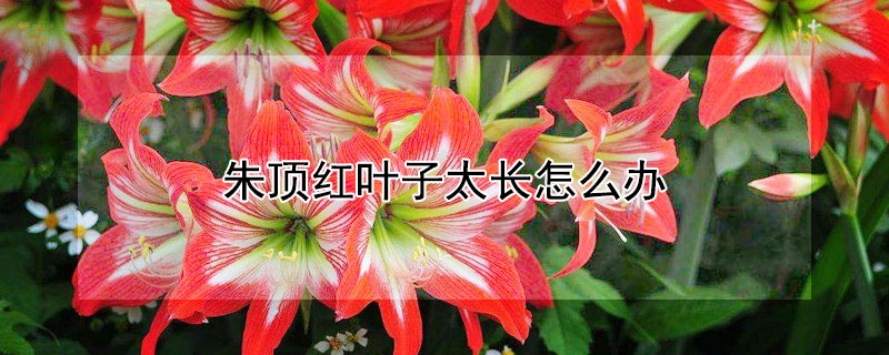 朱頂紅葉子太長(zhǎng)怎么辦