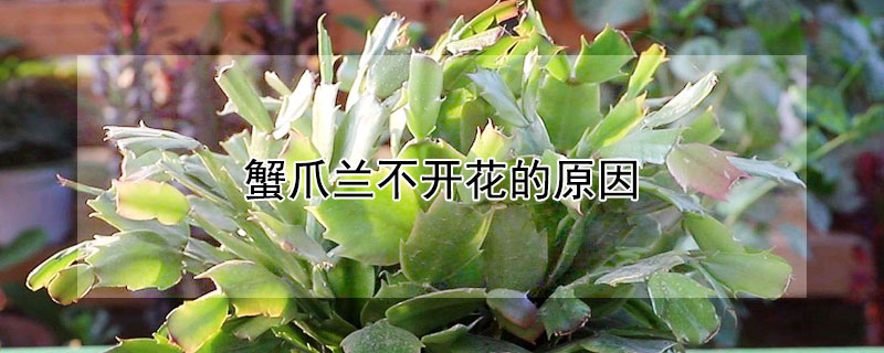 蟹爪蘭不開(kāi)花的原因