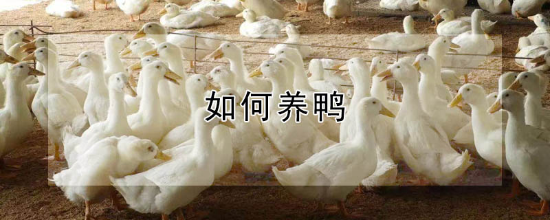 如何養(yǎng)鴨