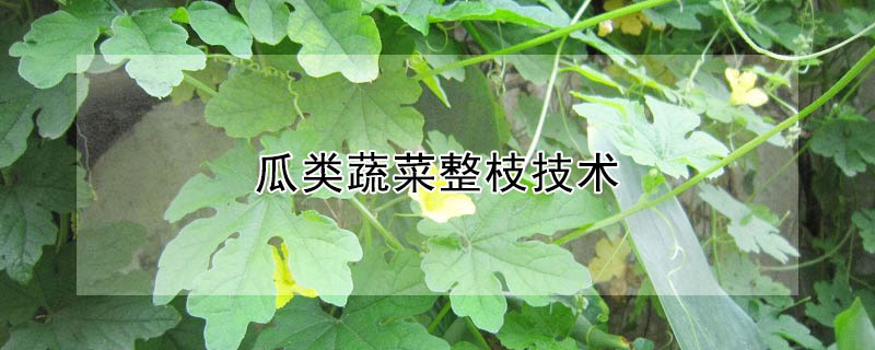 瓜類蔬菜整枝技術