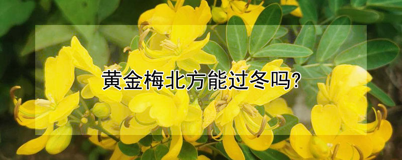 黃金梅北方能過冬嗎?