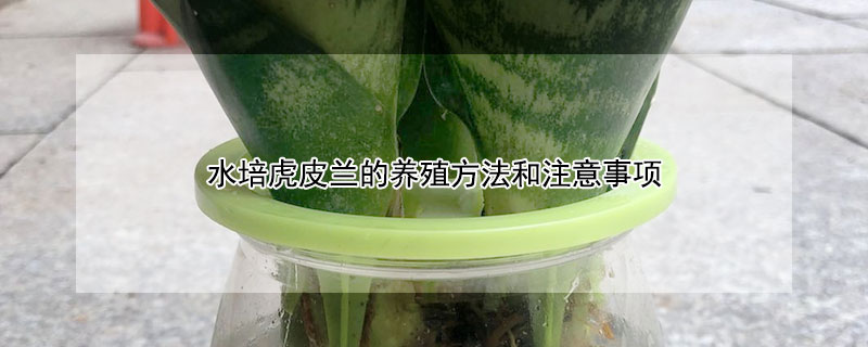 水培虎皮蘭的養殖方法和注意事項
