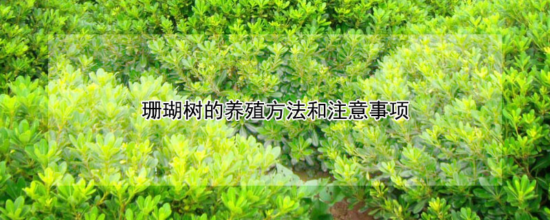 珊瑚樹的養殖方法和注意事項
