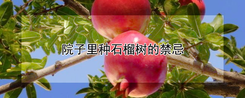 院子里種石榴樹的禁忌