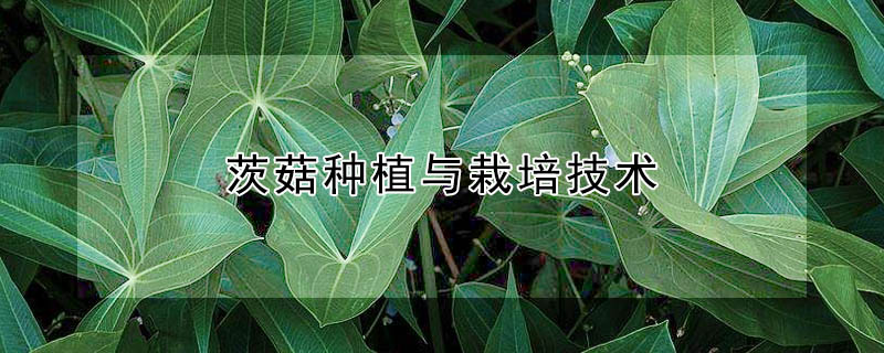 茨菇種植與栽培技術(shù)