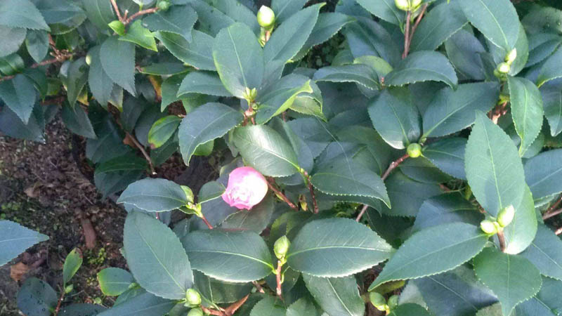 香妃茶花的養殖方法和注意事項