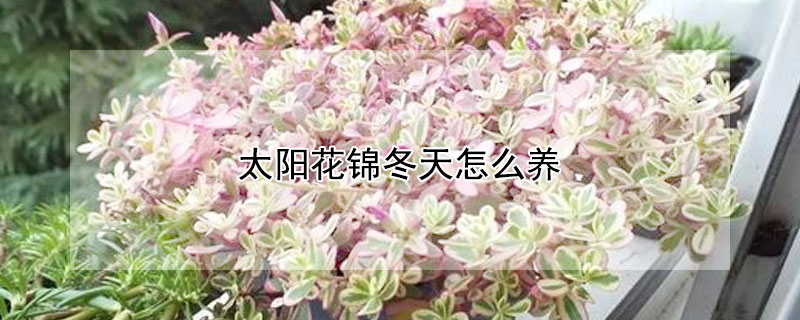 太陽花錦冬天怎么養