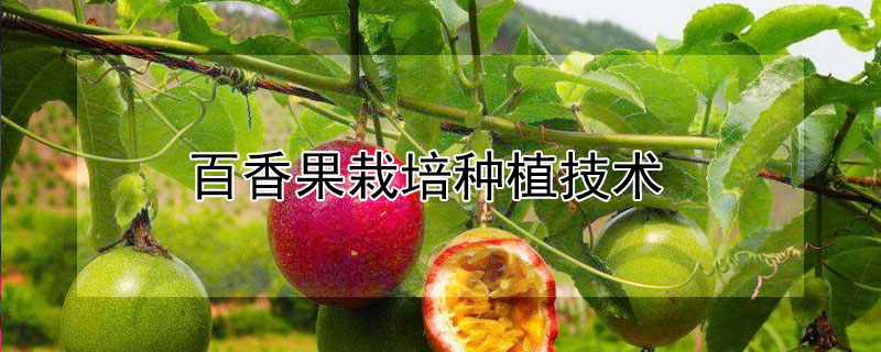 百香果栽培種植技術(shù)