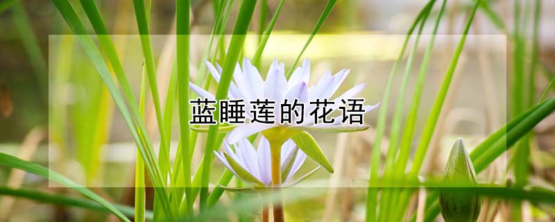 藍(lán)睡蓮的花語