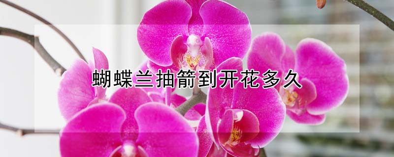 蝴蝶蘭抽箭到開花多久