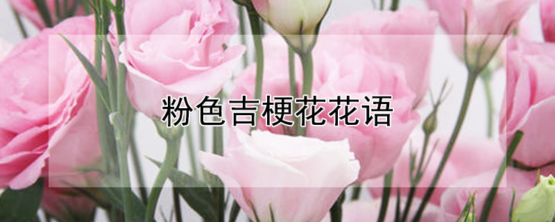 粉色吉?;ɑㄕZ