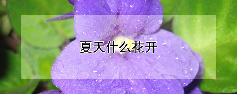 夏天什么花開