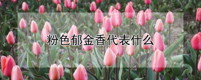 粉色郁金香代表什么