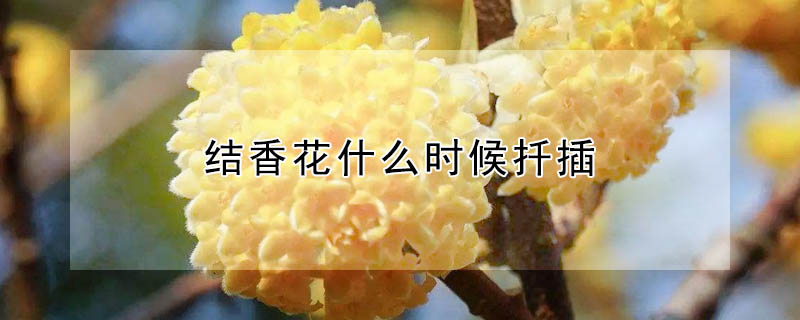 結(jié)香花什么時(shí)候扦插