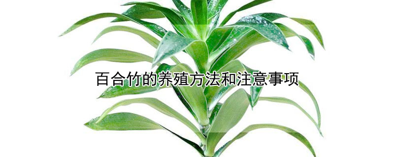 百合竹的養(yǎng)殖方法和注意事項(xiàng)