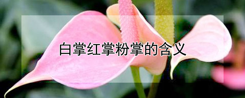 白掌紅掌粉掌的含義