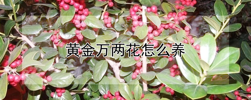 黃金萬兩花怎么養(yǎng)