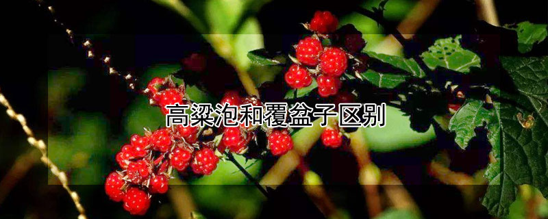 高粱泡和覆盆子區別