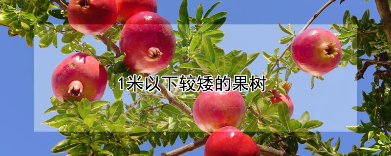 1米以下較矮的果樹