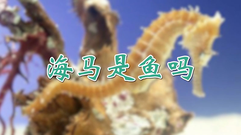 海馬是魚(yú)嗎