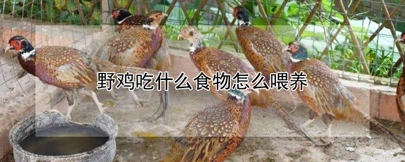 野雞吃什么食物怎么喂養(yǎng)