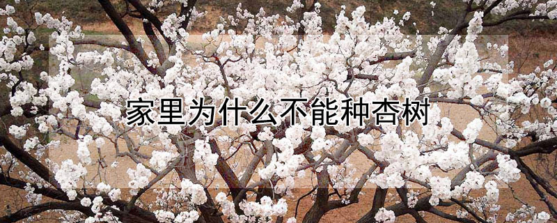 家里為什么不能種杏樹