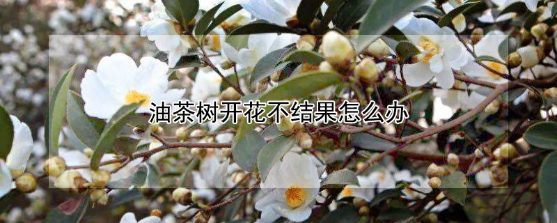 油茶樹開花不結(jié)果怎么辦