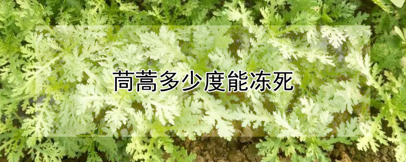 茼蒿多少度能凍死