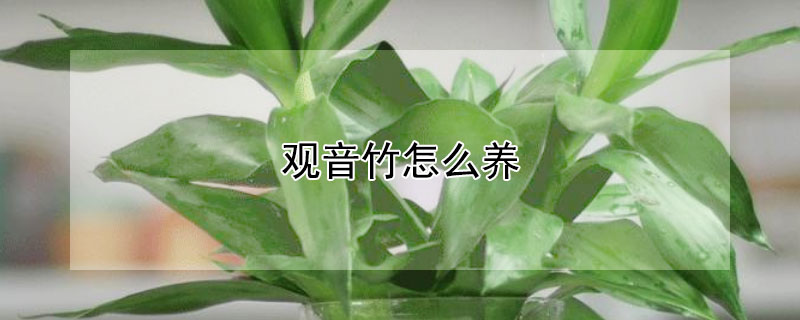 觀音竹怎么養(yǎng)