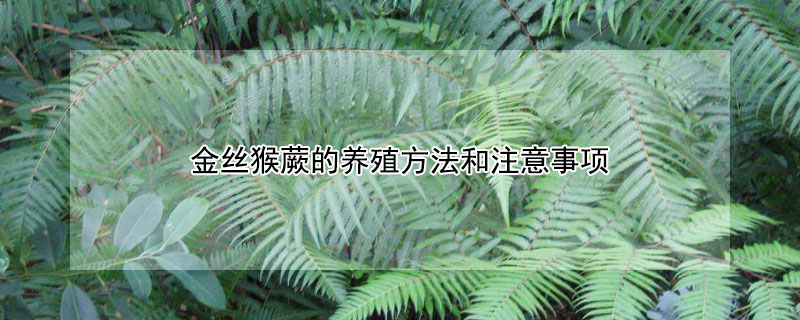 金絲猴蕨的養(yǎng)殖方法和注意事項