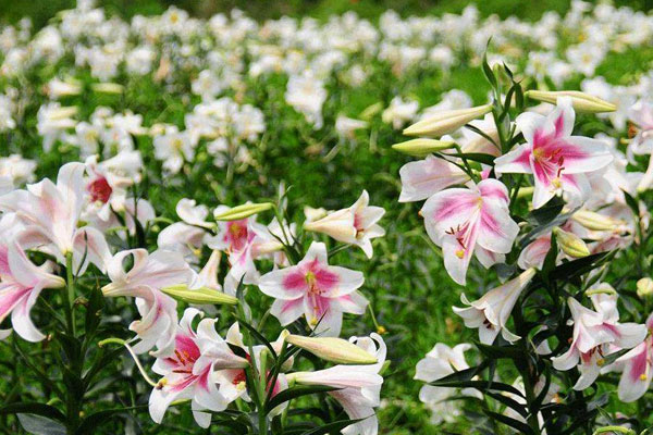百合花的養殖方法和注意事項
