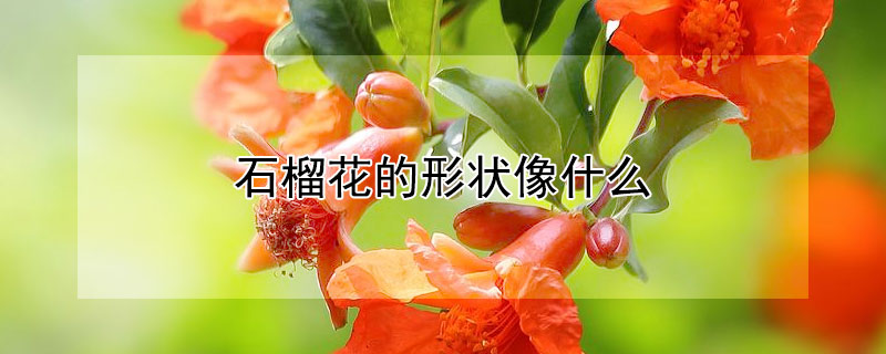 石榴花的形狀像什么