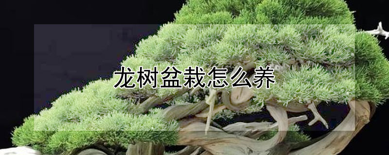 龍樹(shù)盆栽怎么養(yǎng)