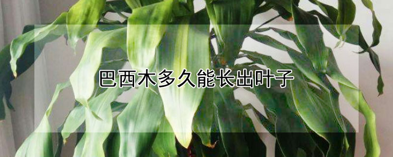 巴西木多久能長(zhǎng)出葉子