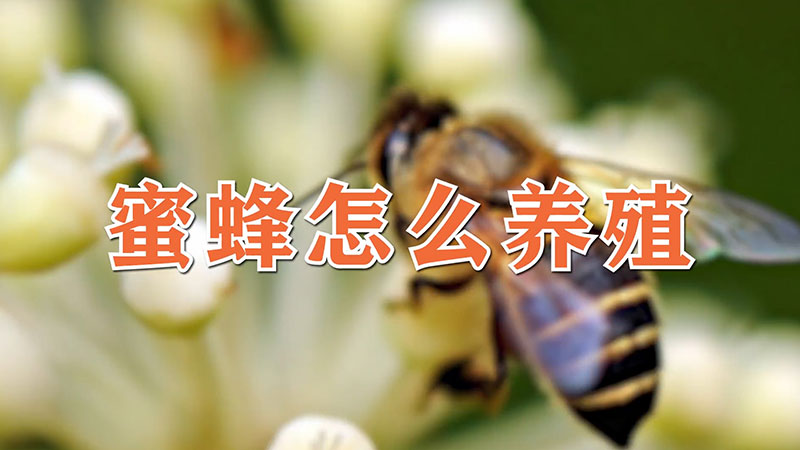 蜜蜂怎么養殖
