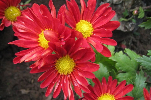 紅菊花花語