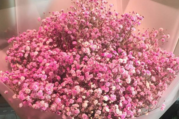 粉色滿天星的花語