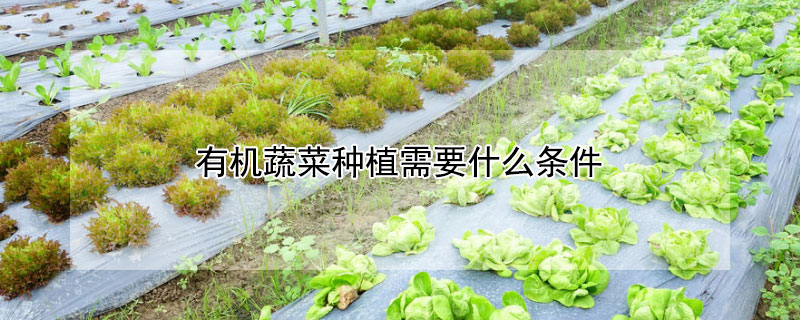 有機蔬菜種植需要什么條件