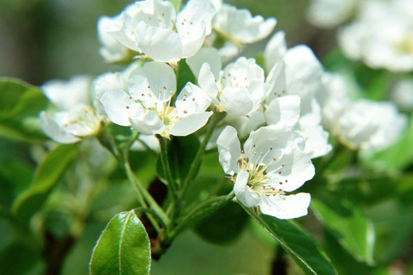 花語是絕望的花