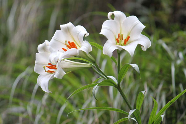 野百合花語是什么意思