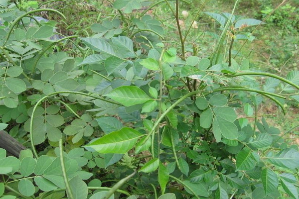 決明子是什么樣子