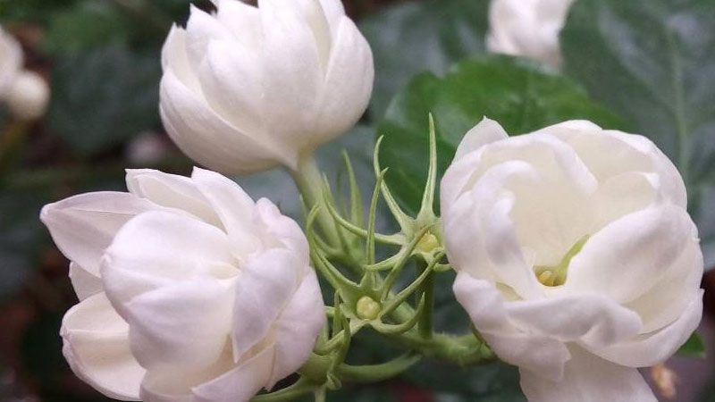 茉莉花茶產地