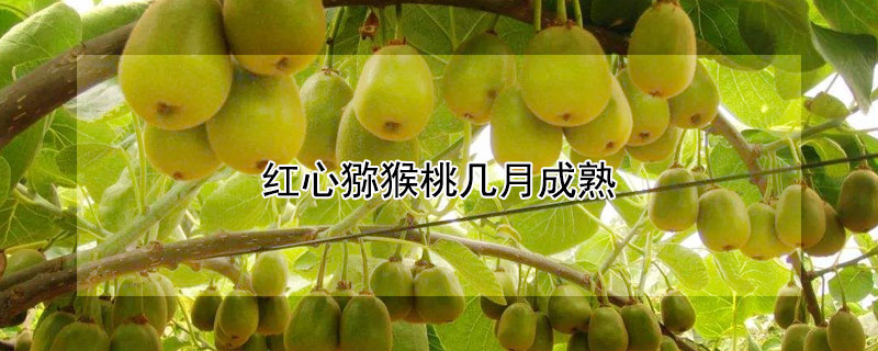 紅心獼猴桃幾月成熟