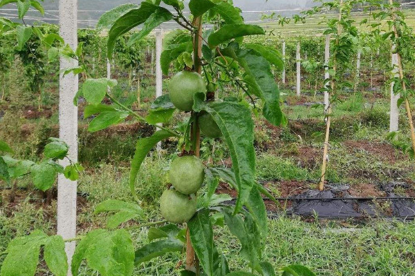百香果產(chǎn)地