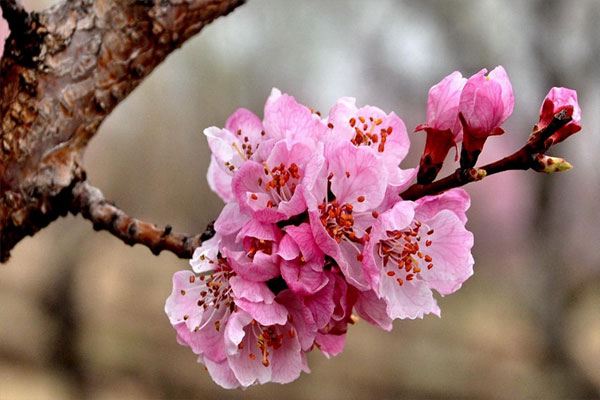 杏花是什么季節(jié)開的