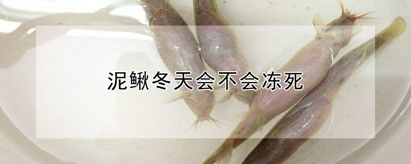 泥鰍冬天會(huì)不會(huì)凍死