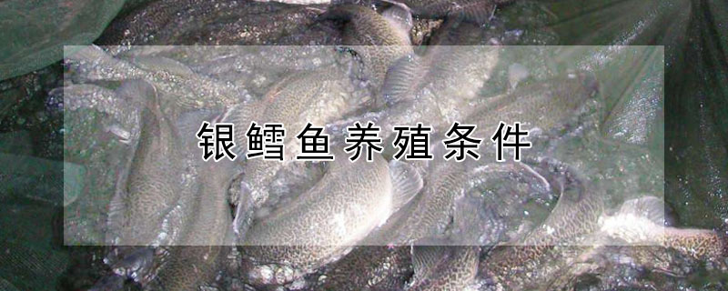 銀鱈魚養(yǎng)殖條件
