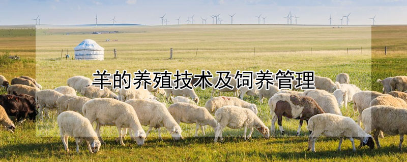 羊的養(yǎng)殖技術及飼養(yǎng)管理